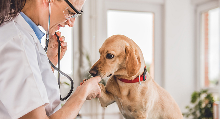 Produtos médicos Co. de Jiangsu Dingshun, Ltd.